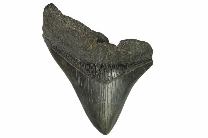 Partial Fossil Megalodon Tooth - South Carolina #125259
